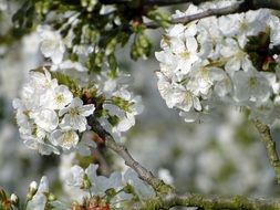 blooming cherry tree in spring