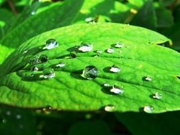 leaf in dew