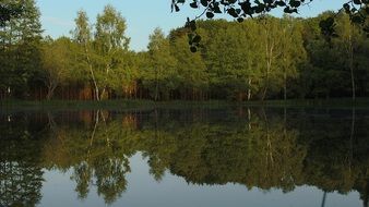 idyllic green landscape reflected in the pond on a sunny day