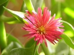 pink summer flower among green grass