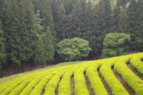 Green tea plantation near the forest