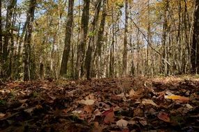 extraordinarily beautiful autumn tree
