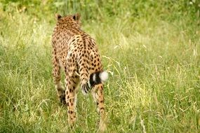 african cheetah cat kenya