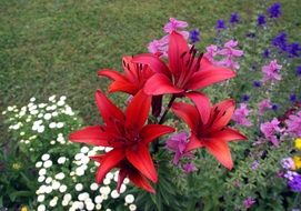 flowers lilies and iris