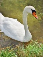 portrait of a majestic swan