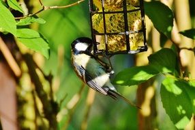 bird clung to the cage