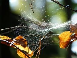 Cobweb on the tree