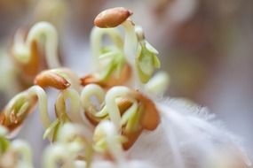 seedlings close up