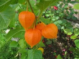 Beautiful Japanese-Lantern in the garden