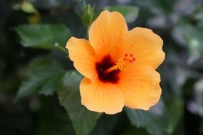 bright bud of mallow
