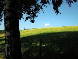 tree on a green meadow