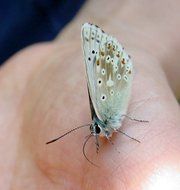 butterfly on the hand palm