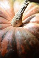 tail on the pumpkin