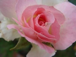 pale pink rose with lush petals