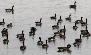 Canada geese in the water