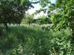 green trees and wild vegetation