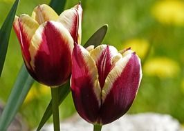 two-color tulips close-up