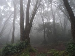 misty forest in the morning