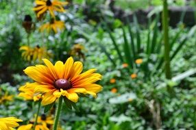 rudbeckia flowers at garden