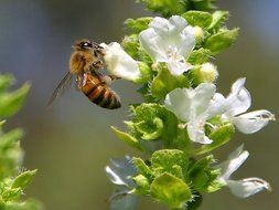 bee blossom bloom pollen insect white flower