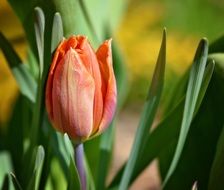 closeup of orange tulip blossom