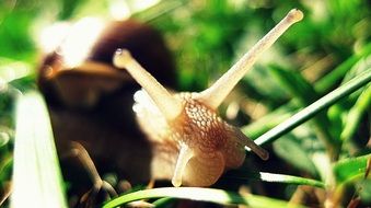 snail looking up, macro