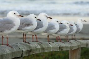 gulls in a row on the parapet in a blurred background