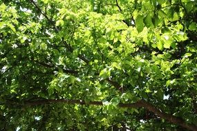 Picture of green bright tree
