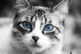 Black and white photo of a cat with blue eyes