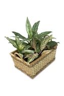 aglaonema in a flower pot