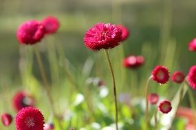 red daisies on the field