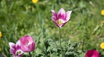pink and white tulips in the garden