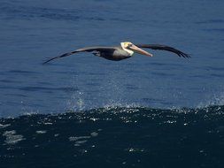 pelican flies low over the water