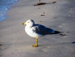 lone gull on the beach in Florida