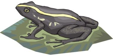 drawing of a frog on the leaf