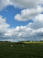 sheep pasture to UK