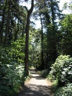 footpath in green sunny forest, uk, dorset