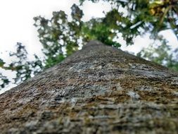 trunk of the tree closeup