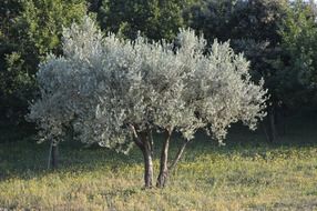 White olive tree, leucolea