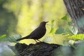 dark bird in the sunny forest