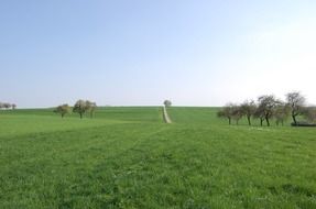 trees among green meadow on a clear day