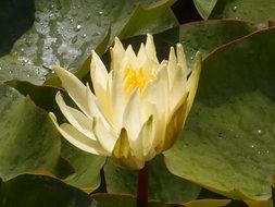 water lily on green leaves in a pond