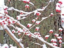 red berries in the snow