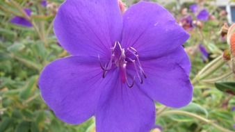 Flowers in California in summer