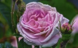 pink rose with buds close up