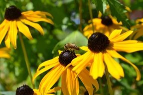 insect on a yellow flower garden