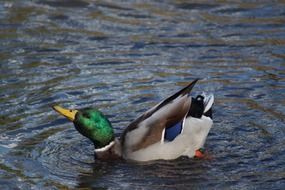 duck on a lake