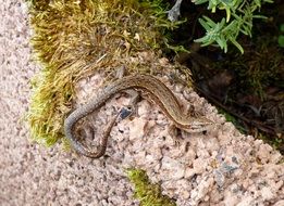 lizard reptile in stones closeup