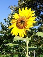 sunflower in the garden