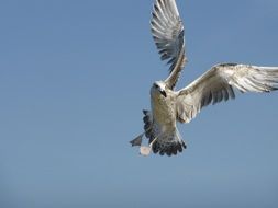 Beautiful and colorful seagull in the flight